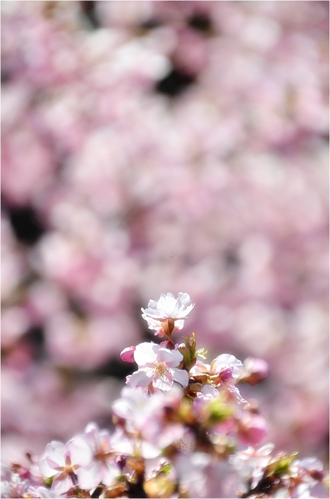 河津桜　　_c0095342_1602078.jpg