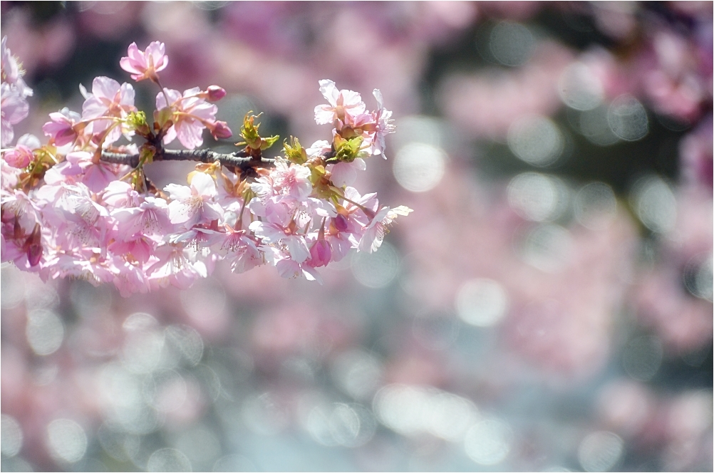 河津桜　　_c0095342_160325.jpg