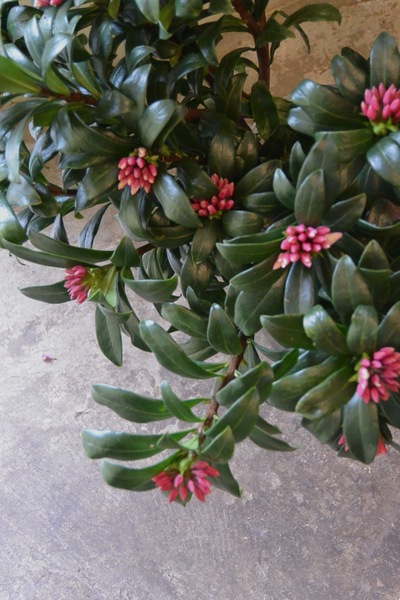 沈丁花の香り。。。_a0229658_6512311.jpg