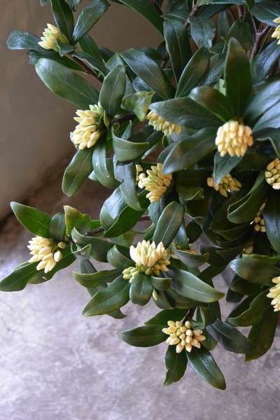 沈丁花の香り。。。_a0229658_651493.jpg
