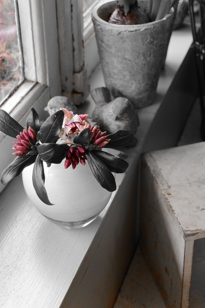 沈丁花の香り。。。_a0229658_838749.jpg