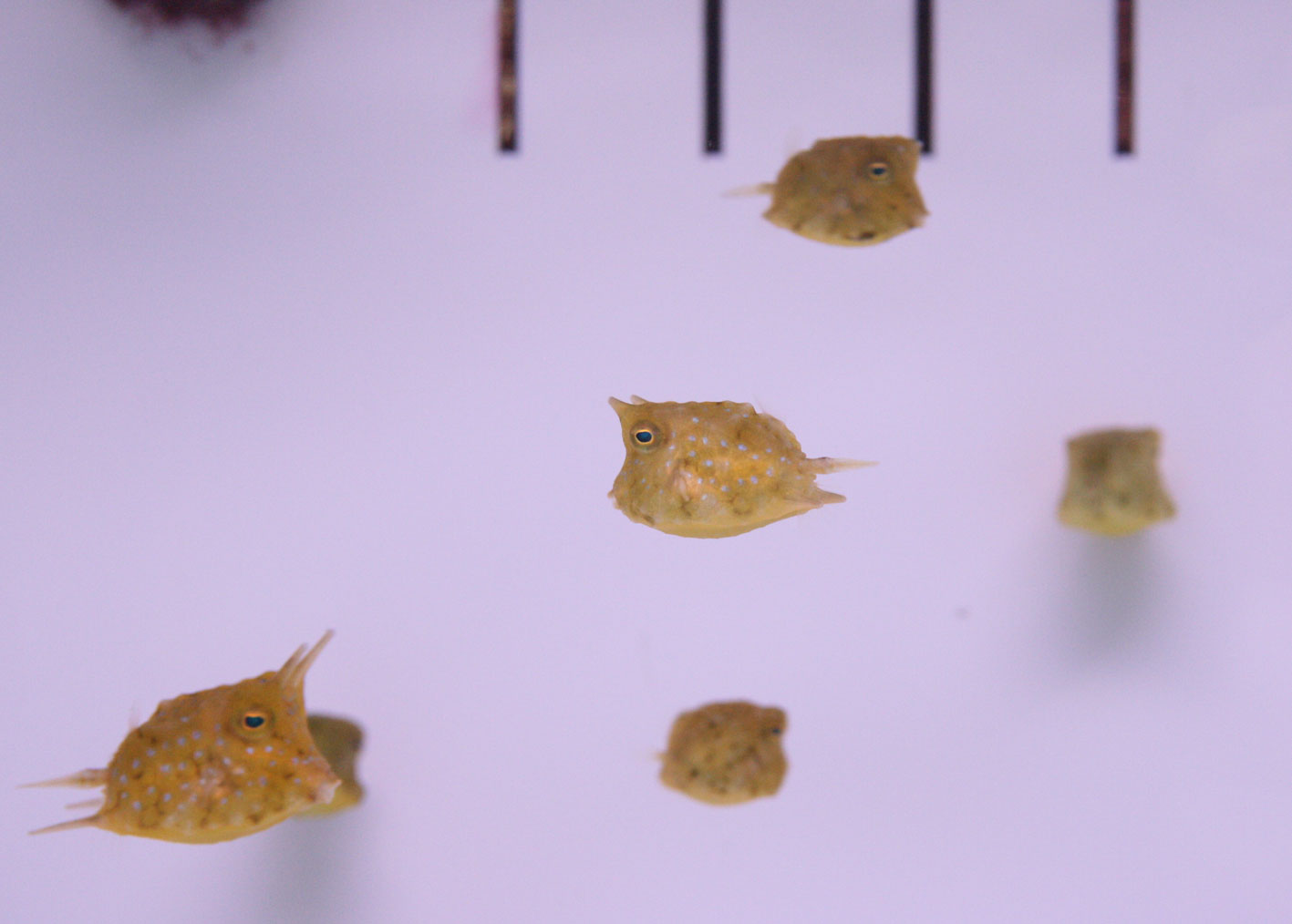 久々の ビーボックスアクアリウム 海水魚 サンゴ情報