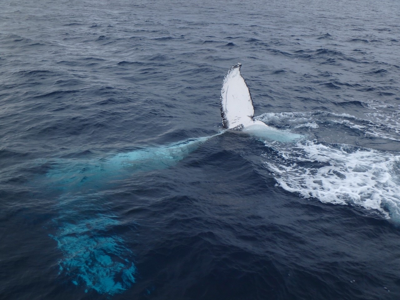 相変わらず寒いっす。クジラさんは5頭でした〜♪_b0062363_19265143.jpg