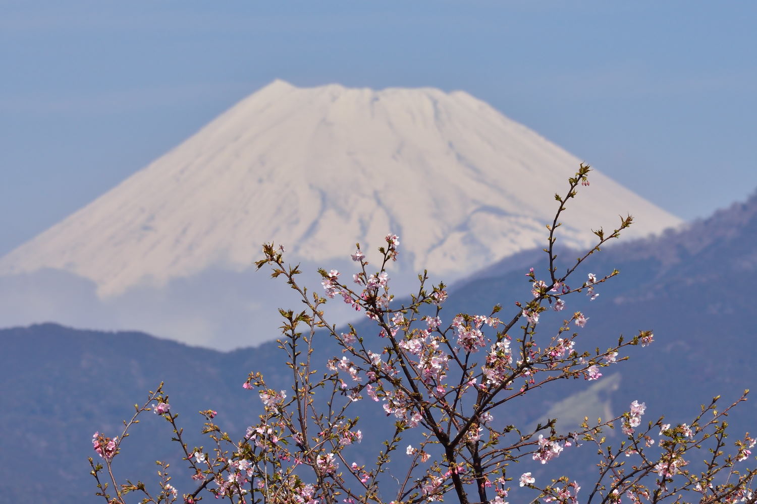 沼川の河津桜　　１Ｊ５_b0346568_20483905.jpg