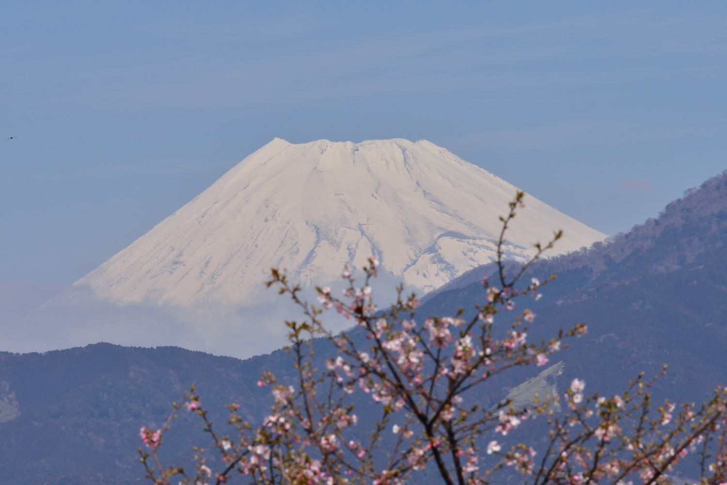 沼川の河津桜　　１Ｊ５_b0346568_20493796.jpg