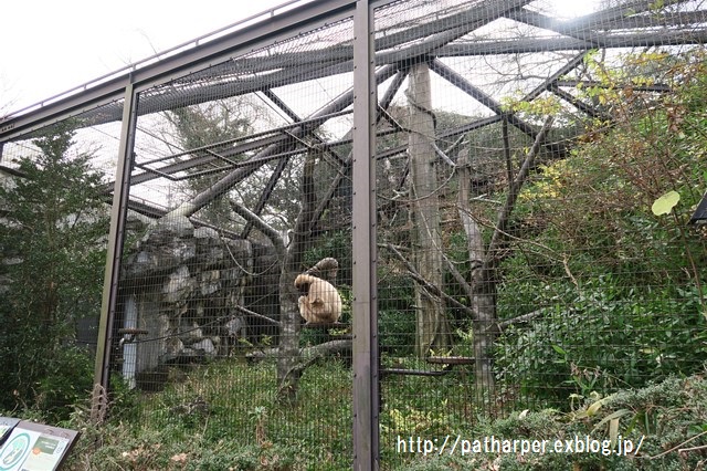 ２０１６年１月　金沢動物園　その２　インドサイのチャンプくん_a0052986_20244950.jpg