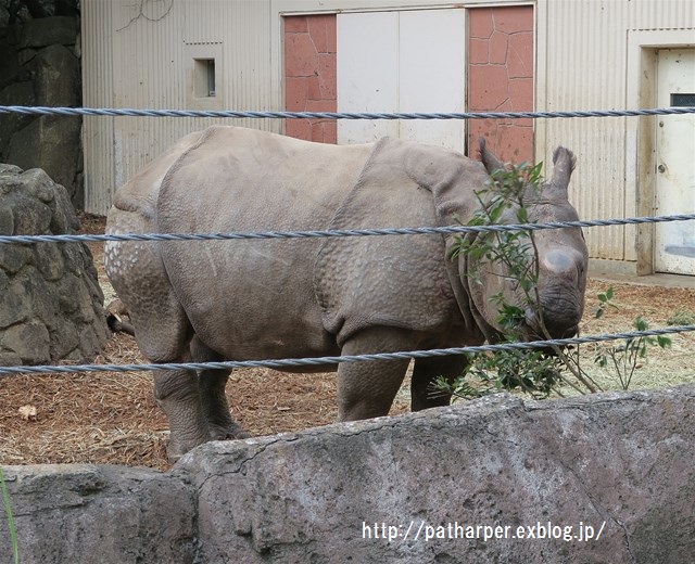 ２０１６年１月　金沢動物園　その２　インドサイのチャンプくん_a0052986_2046926.jpg