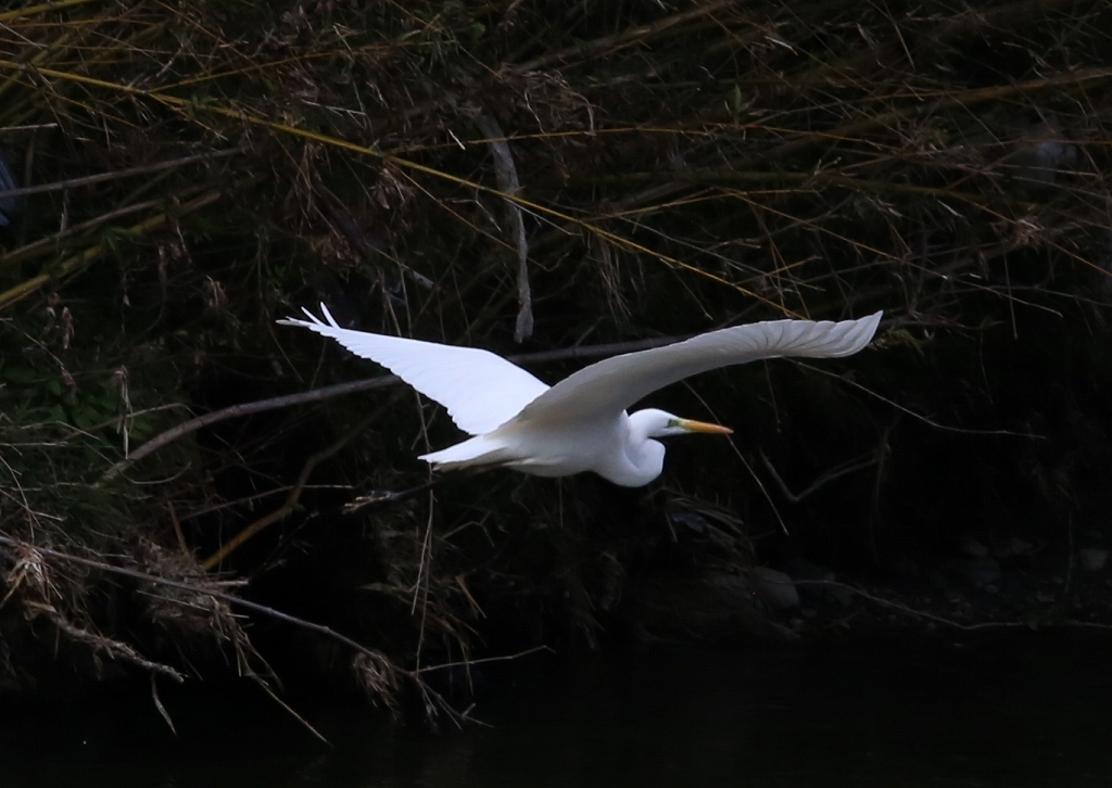 2016.2.27　散歩にて（花と鳥）_f0140087_21531935.jpg