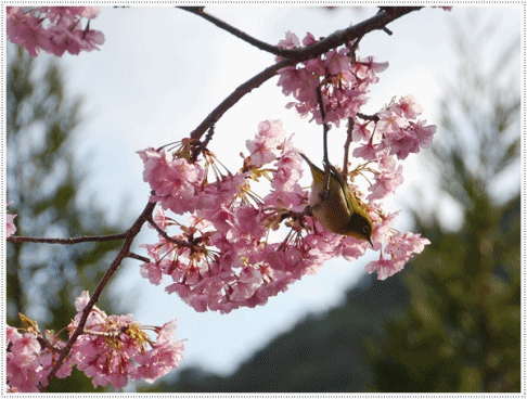 b0175688_21272088.gif