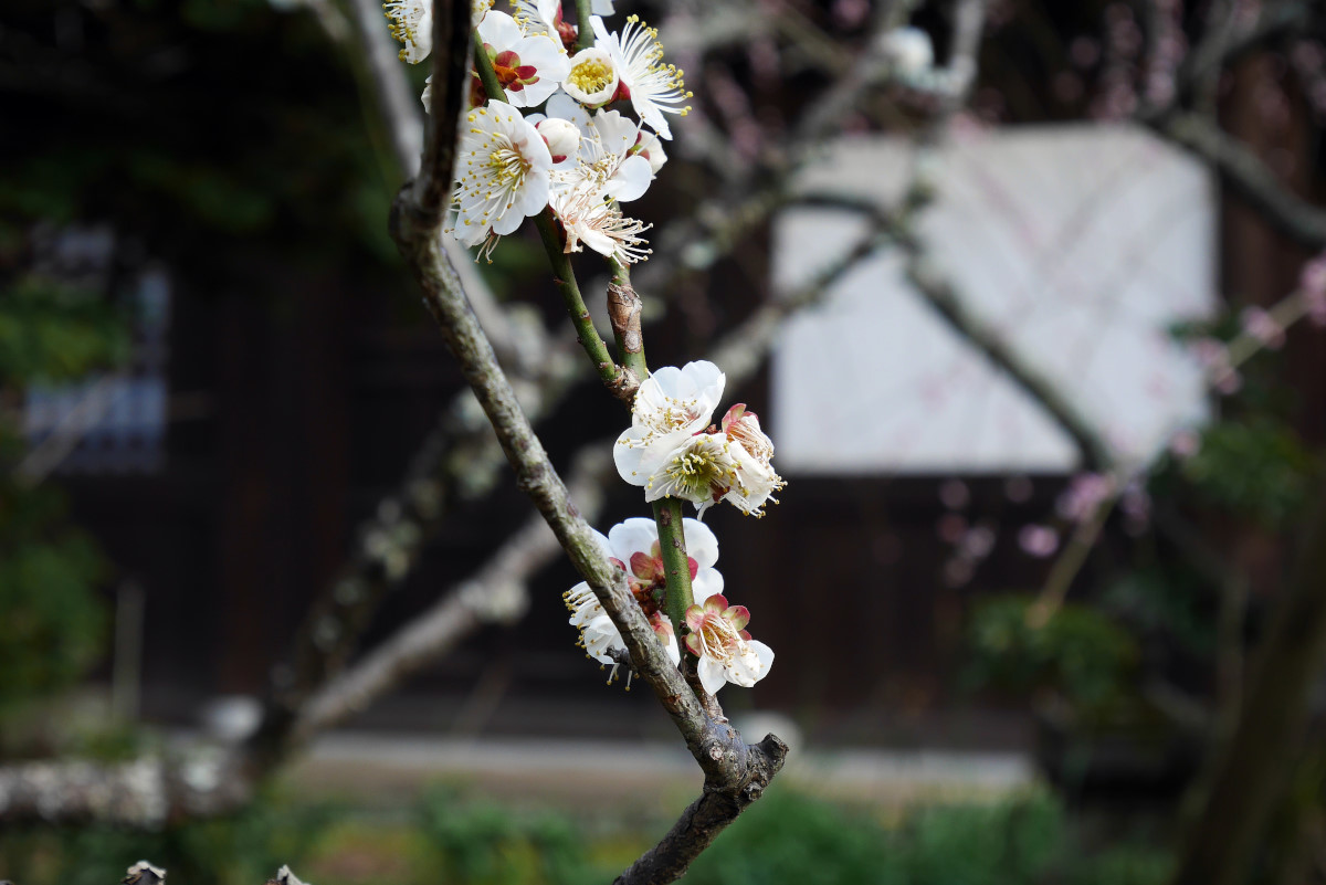 瑞泉寺で梅見_c0252688_16003159.jpg