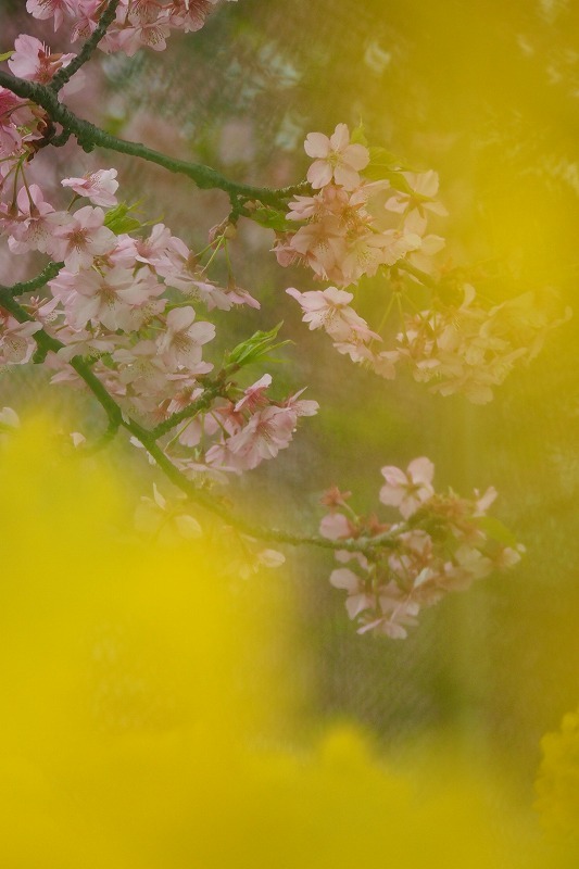 三浦海岸の河津桜_e0348392_13481618.jpg