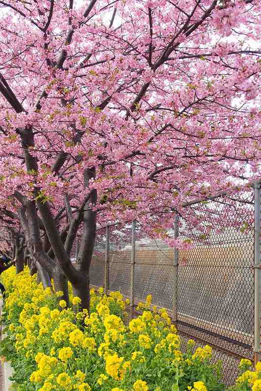 三浦海岸の河津桜_e0348392_13491239.jpg