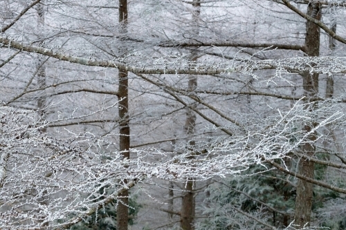 樹氷の富士見台高原
②冬の風景_e0304001_20003520.jpg