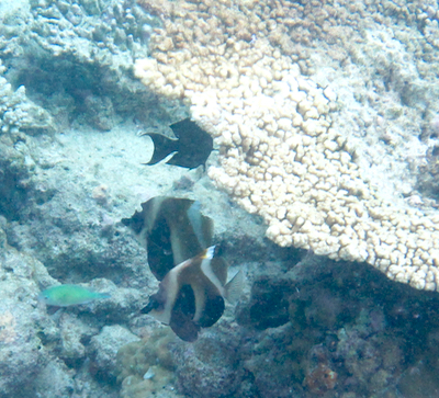 e0338303_10322030.jpg