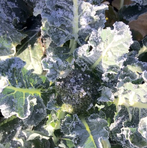 霜の降りた野菜たち_f0192307_06482294.jpg