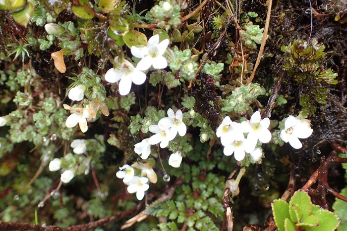 ニュージーランド、ミルフォードトラック高山帯の花　　　　（良）１月２６日～２７日撮影_b0277218_2021589.jpg