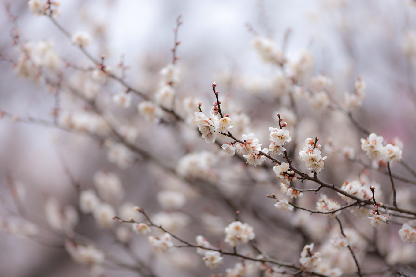 偕楽園の梅の花_c0369219_14000526.jpg