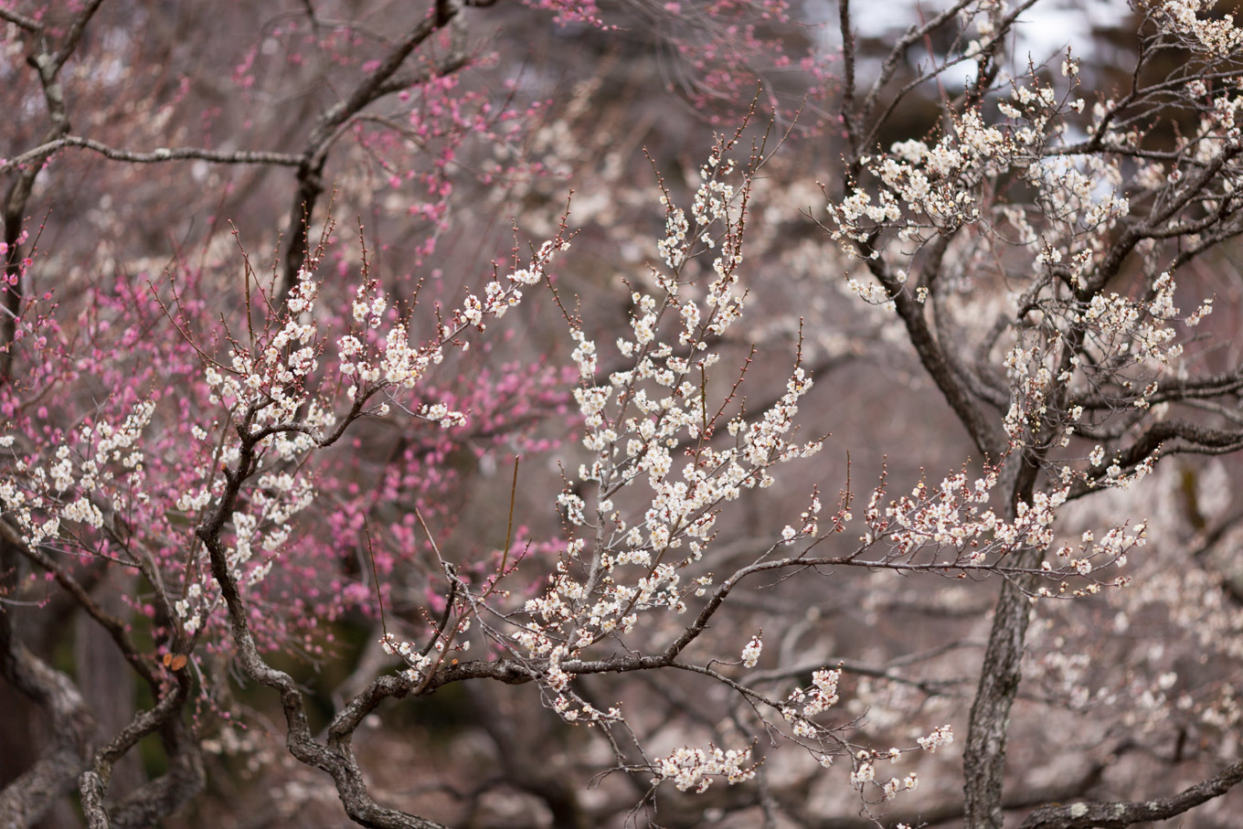 偕楽園の梅の花_c0369219_14094133.jpg