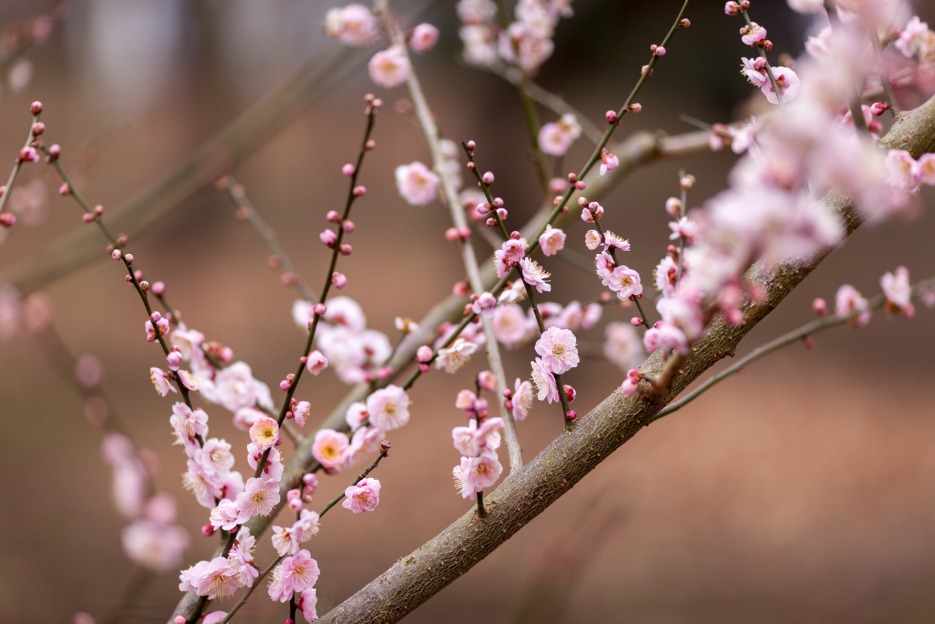 偕楽園の梅の花_c0369219_14130944.jpg