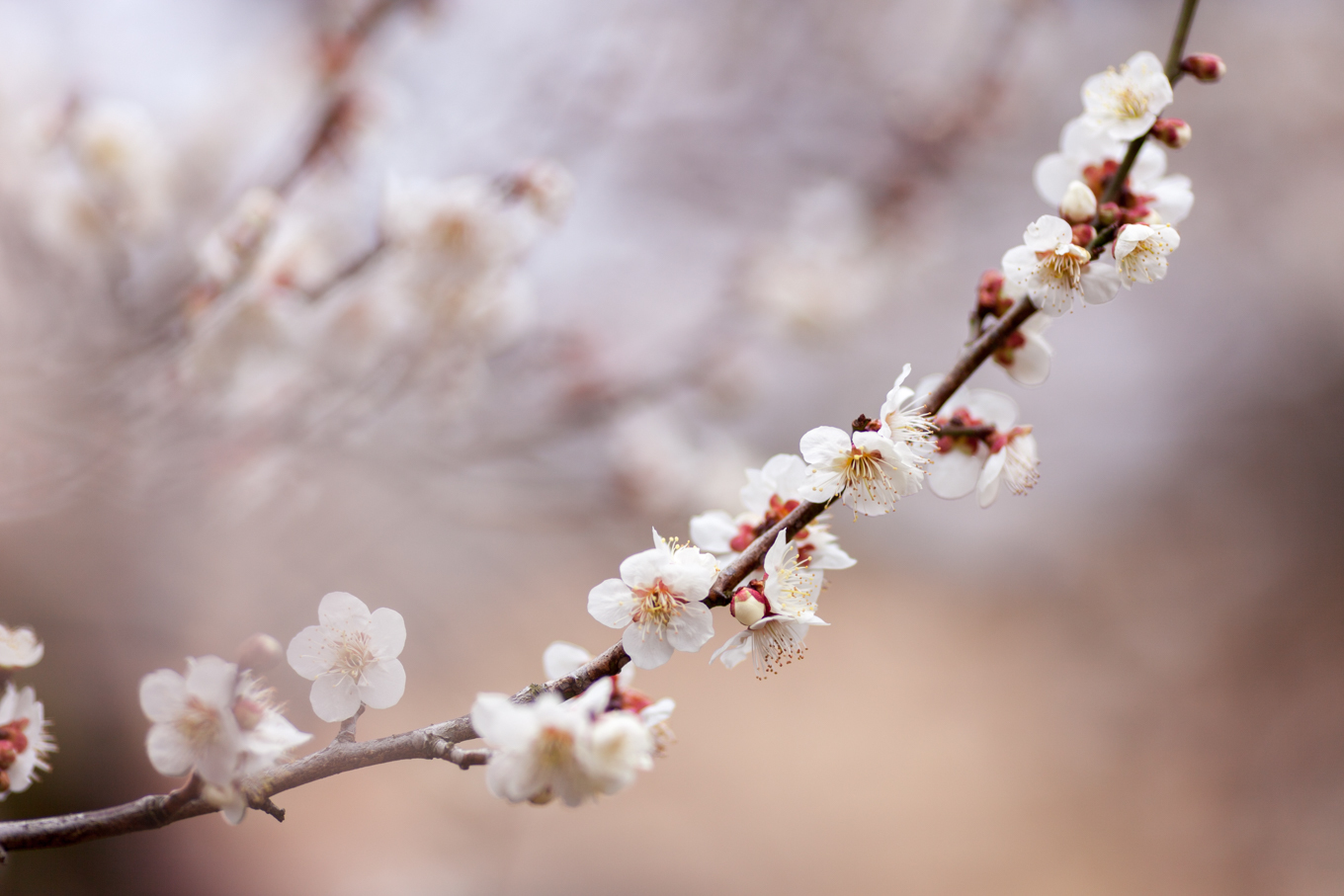 偕楽園の梅の花_c0369219_14161066.jpg