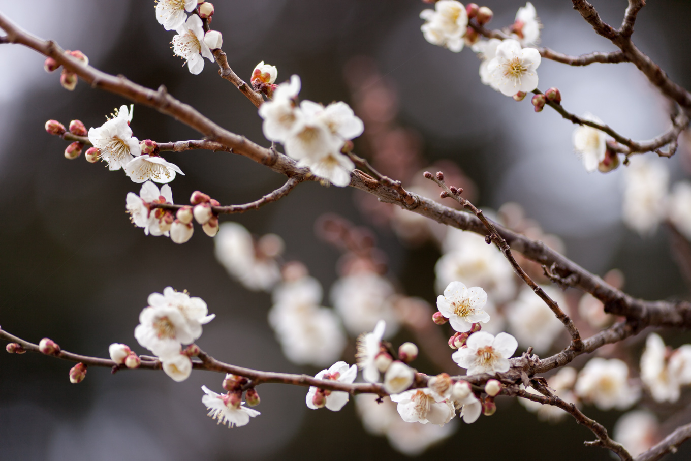 偕楽園の梅の花_c0369219_14180148.jpg