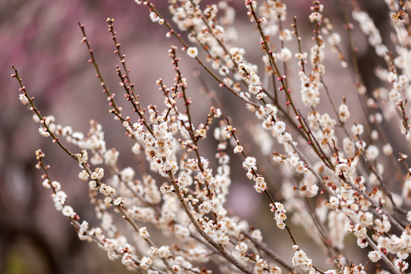 偕楽園の梅の花_c0369219_14464497.jpg