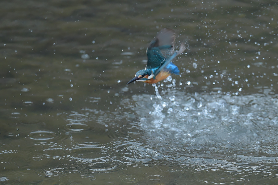 160228 雄の水物・悪し_c0278820_17135480.jpg