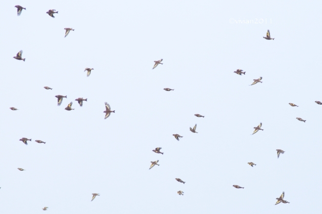 鹿沼・黒川の白鳥~宇都宮中央公園の野鳥~高根沢のコウノトリ_e0227942_19220025.jpg