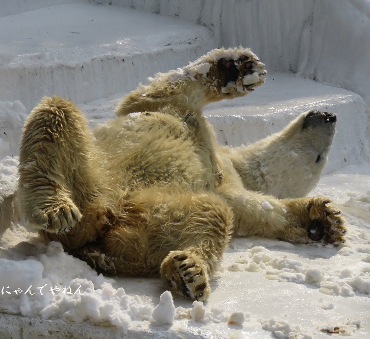 国際ホッキョクグマの日_f0002743_1364321.jpg