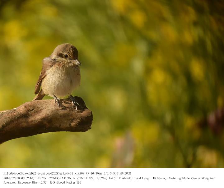 行徳野鳥観察舎の近く 2016.2.28(1)_c0062451_19361771.jpg