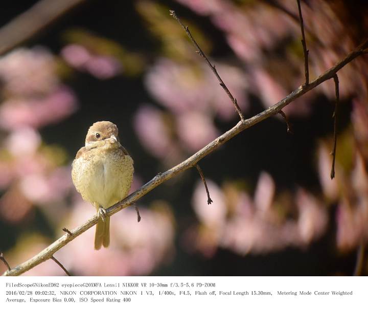 行徳野鳥観察舎の近く 2016.2.28(1)_c0062451_19415368.jpg