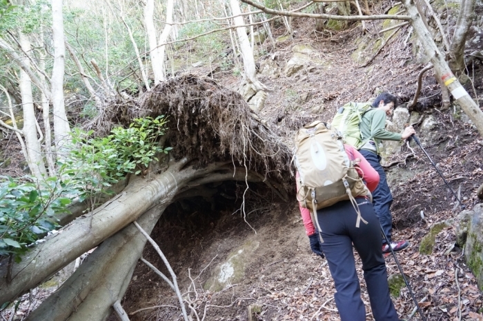 故郷のお山でリハビリ登山＠丹沢三峰～丹沢山　2016.02.27(土)_f0344554_23332754.jpg