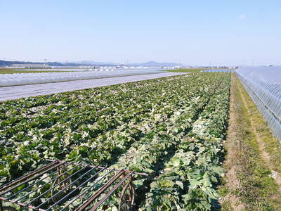 有機栽培キャベツ 平成28年度産完売御礼!!_a0254656_18371612.jpg