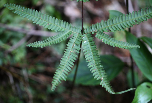 ニシノコハチジョウシダ（コハチジョウシダ） Pteris kiuschiuensis _f0165160_2047271.jpg