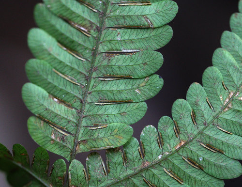 ニシノコハチジョウシダ（コハチジョウシダ） Pteris kiuschiuensis _f0165160_2048283.jpg