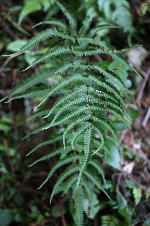 ニシノコハチジョウシダ（コハチジョウシダ） Pteris kiuschiuensis _f0165160_20574713.jpg