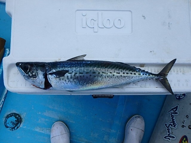 2月28日 ジギング 便_d0335966_17511114.jpeg