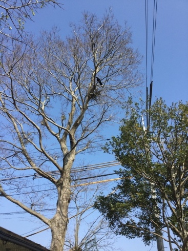 あれっ？？・・・・・店のシンボルツリー、大きな榎に？？_b0137969_19262066.jpeg