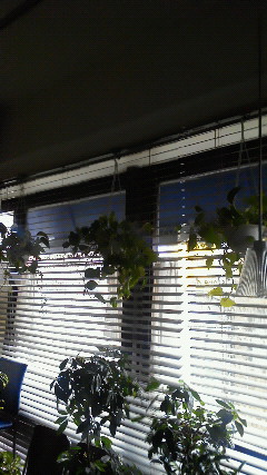 b0001280_1736486.jpg