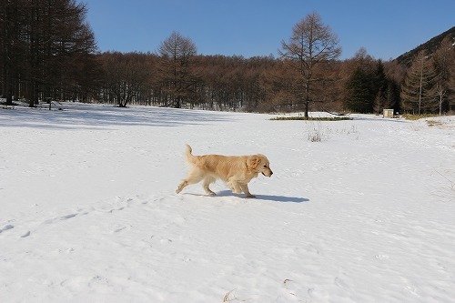 雪が少ないけど・・・_c0172184_16194745.jpg