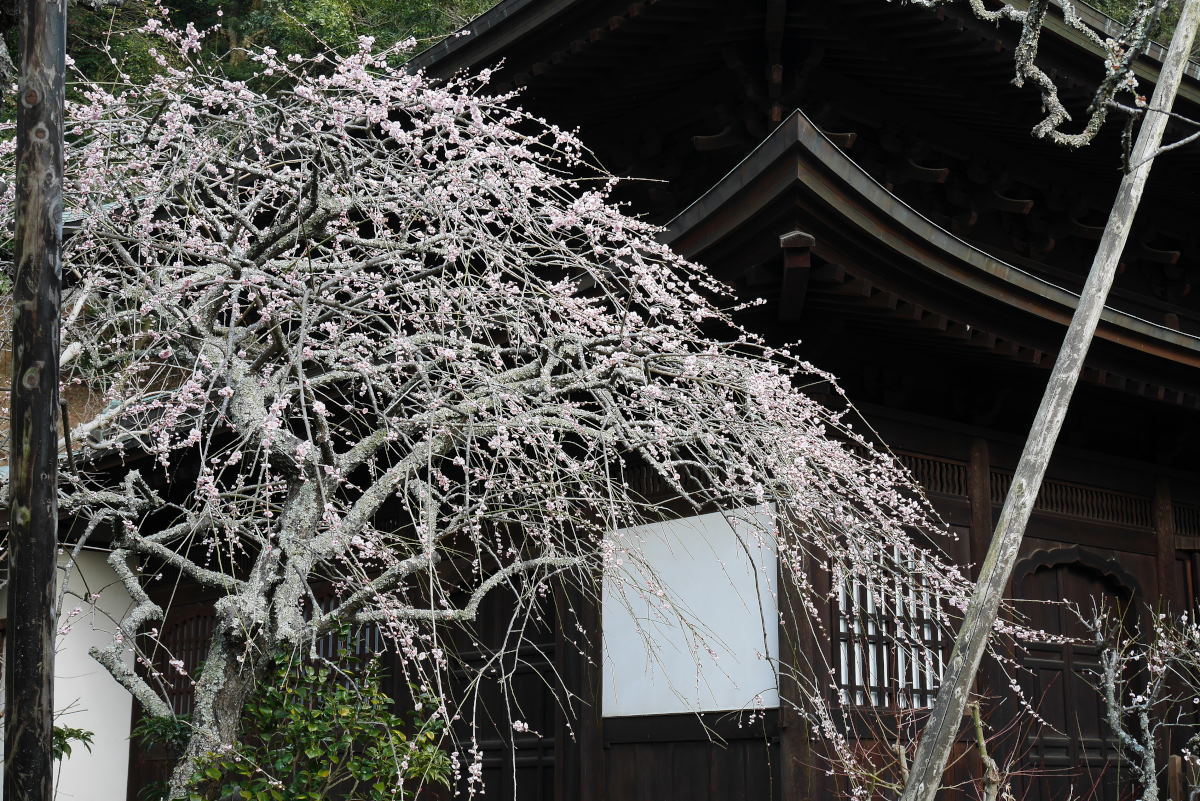 瑞泉寺で梅見_c0252688_02043806.jpg