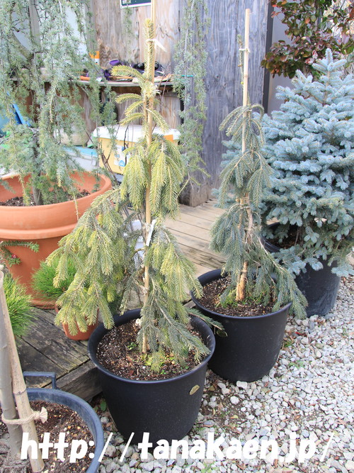 カナダトウヒ ペンジュラ Picea glauca \'Pendula\'_b0200291_15325777.jpg