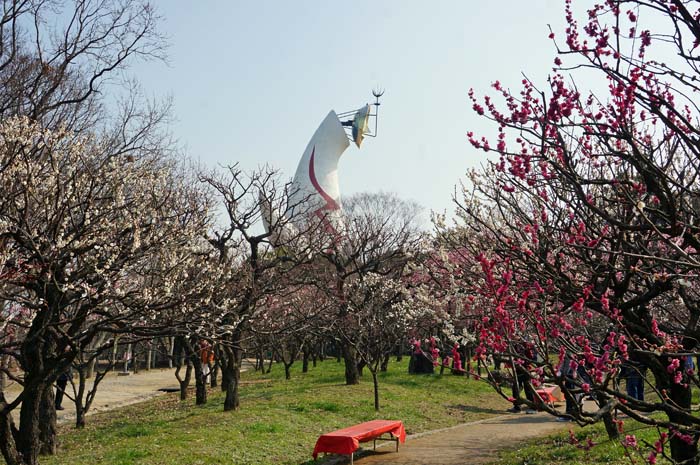 万博公園の梅林で_e0016894_17414581.jpg