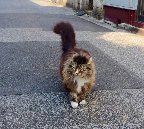 毛むくじゃら猫が行く 設計事務所 Arkilab 毛むくじゃら猫が行く 設計事務所 Arkilab