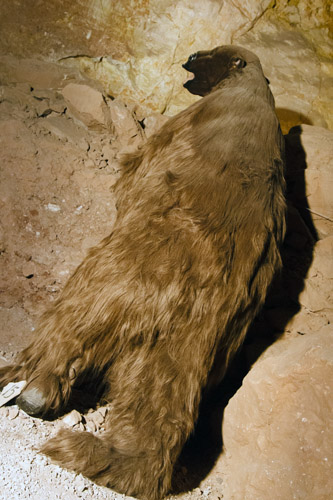 アメリカで遭遇しようのない野生動物 Life In The Crawler Lane