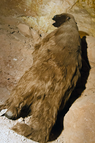 アメリカで遭遇しようのない野生動物_c0148812_693180.jpg