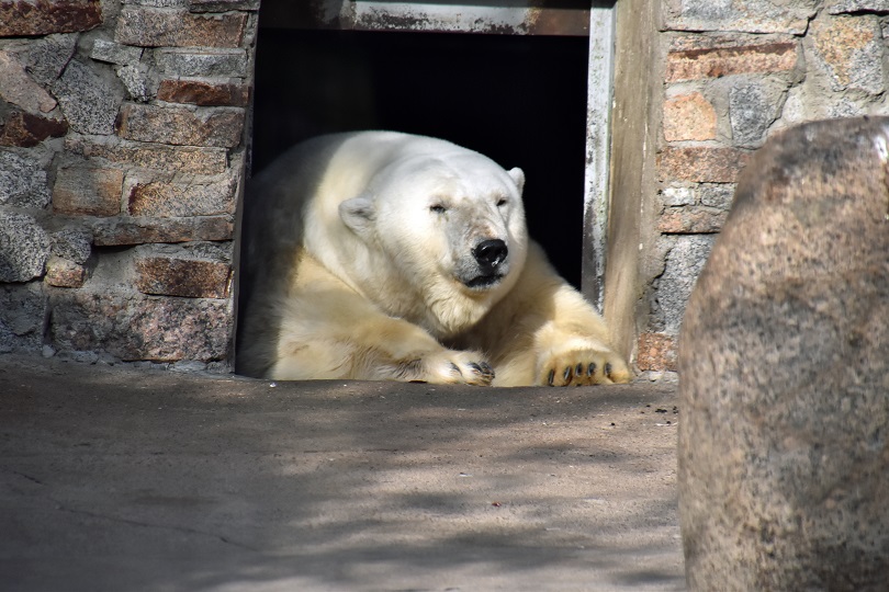 ロシア・サンクトペテルブルク、レニングラード動物園の28歳のウスラーダ (Услада)、出産ならず_a0151913_2194833.jpg