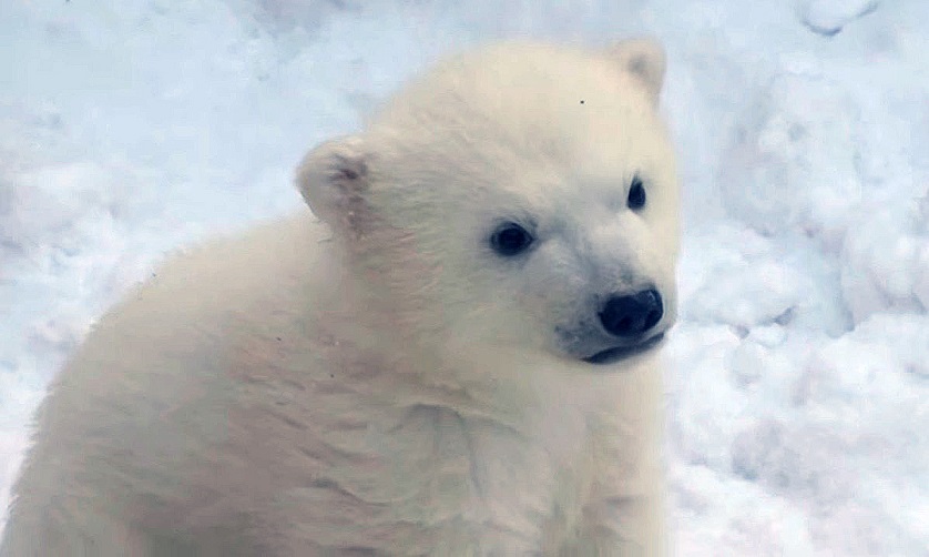 ロシア・ノヴォシビルスク動物園で誕生の赤ちゃんの「国際ホッキョクグマの日」の映像を追加_a0151913_3233989.jpg