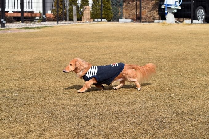 ワン友達と一緒にランラン＆ランチ♪_d0179113_23345537.jpg