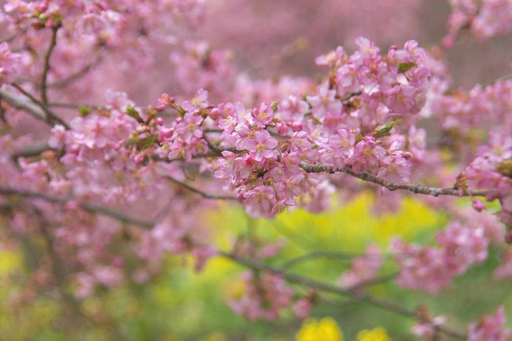 桜まつり_e0134814_20562773.jpg